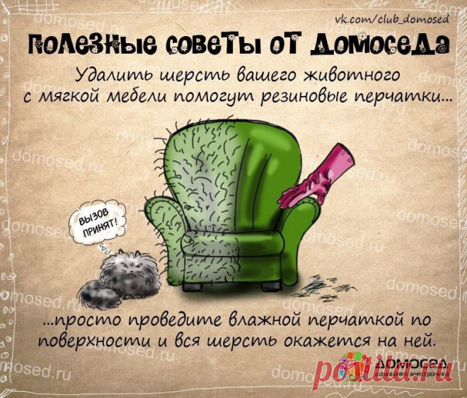 Домосед - Полезные советы от ДОМОСЕДА. Если в квартире кот...