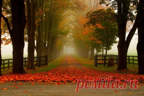 Обои :: деревья, лес, woods, осень, autumn splendor, листья, fall, природа, туман, туман