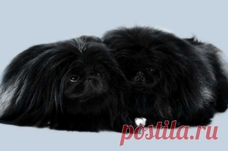 питомник WILFREDO  мои черные пекинесы.