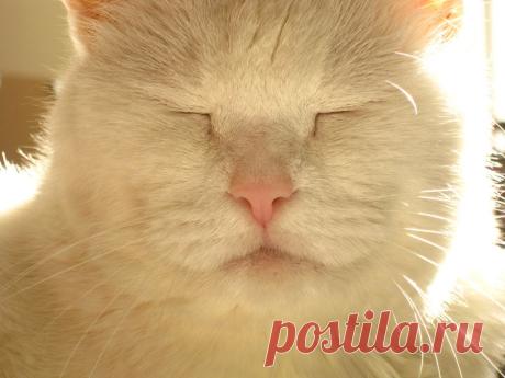Happy Cat in Sunbeam | Flickr - Photo Sharing!
