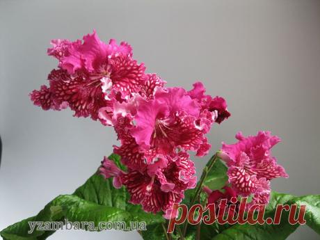 Стрептокарпусы, сенполии, бегонии, глоксинии, фуксии, орхидеи :: Просмотр темы - Хваст Дмитрия Демченко