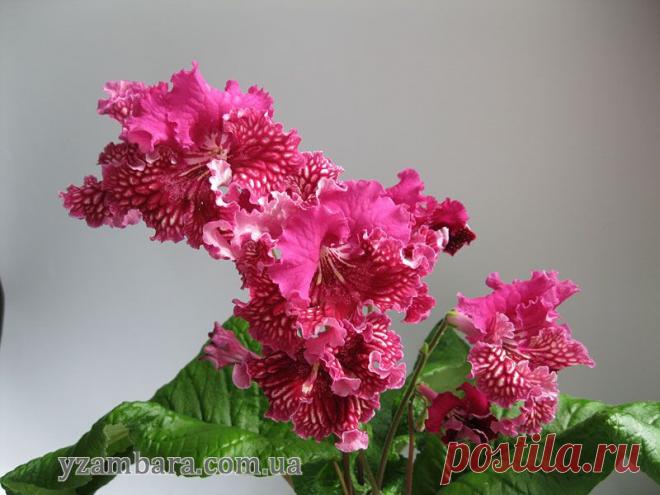 Стрептокарпусы, сенполии, бегонии, глоксинии, фуксии, орхидеи :: Просмотр темы - Хваст Дмитрия Демченко