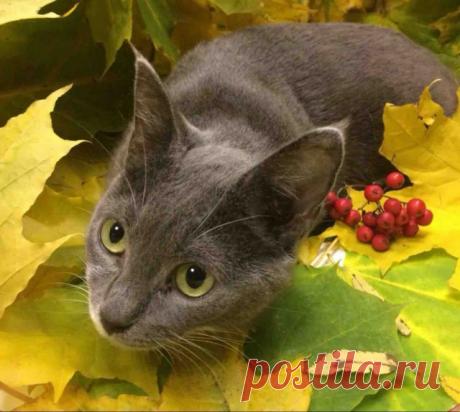 Прикольных котов пост - ЯПлакалъ