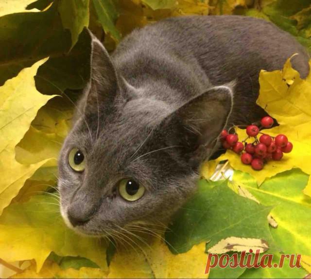 Прикольных котов пост - ЯПлакалъ
