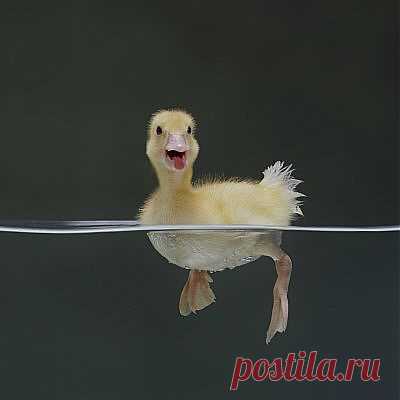 Happy baby duck | Cute animals