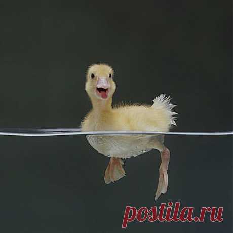 Happy baby duck | Cute animals