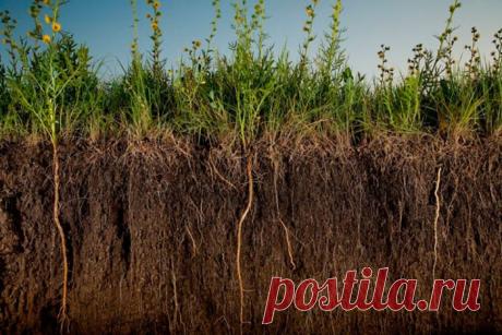 Сидераты для нормализации состояния грунта