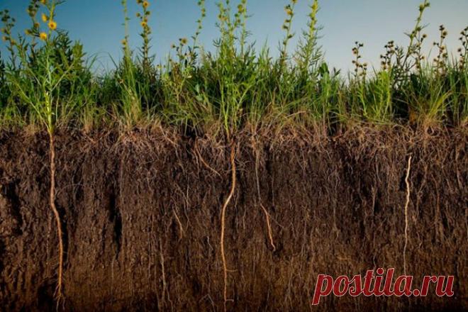 Сидераты для нормализации состояния грунта