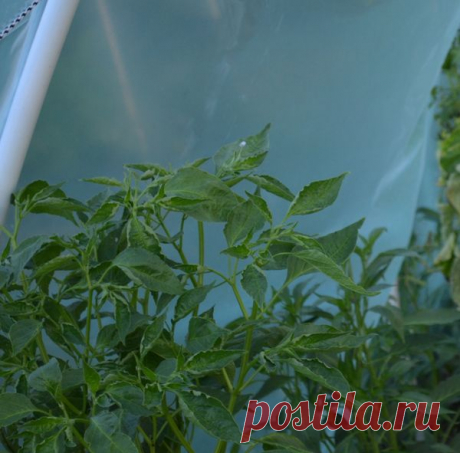 Почему не плодоносит острый перец? / Вопросы / 7dach.ru