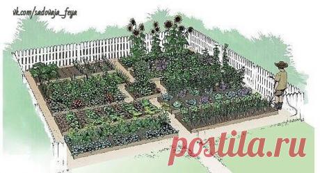 Долго искала схему овощной клумбы, чтобы все культуры находились в выгодном для них соседстве. Вот нашла, может кому пригодится: