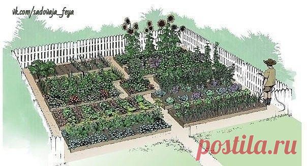 Долго искала схему овощной клумбы, чтобы все культуры находились в выгодном для них соседстве. Вот нашла, может кому пригодится: