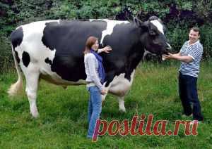 Её псевдоним Amber Rose, но реальная фамилия ЛЕВОНЧУК!!! | Крутой облом