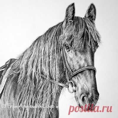 Лошадиные портреты карандашом