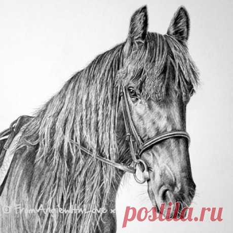 Лошадиные портреты карандашом