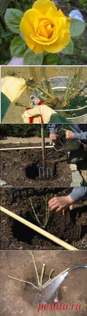 Посадка роз весной и осенью | Образцовая Усадьба