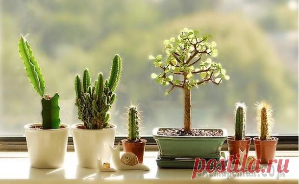 Растения в доме: 50 идей, как необычно разместить кактусы и суккуленты