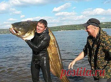 Сом 61 кг