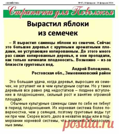 Вырастил яблоки из семечек