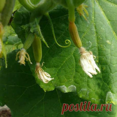 Желтеет и опадает завязь огурцов? Действуйте правильно: