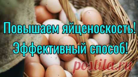 Самый лучший способ повышения яйценоскости у кур несушек!