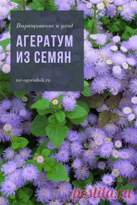 Выращивание агератума из семян, когда сажать цветок