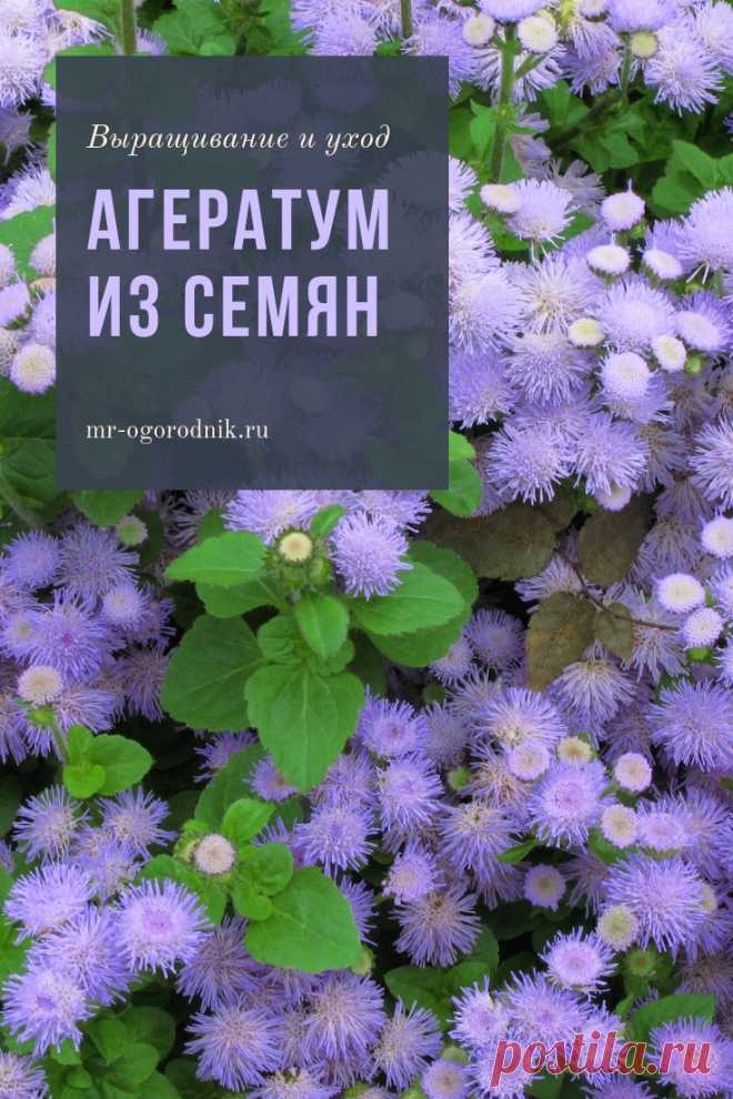 Выращивание агератума из семян, когда сажать цветок