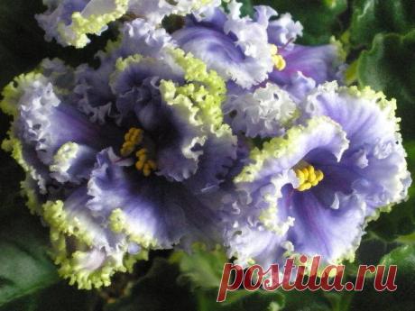 Фиалка Reigning Beauty: фото и описание