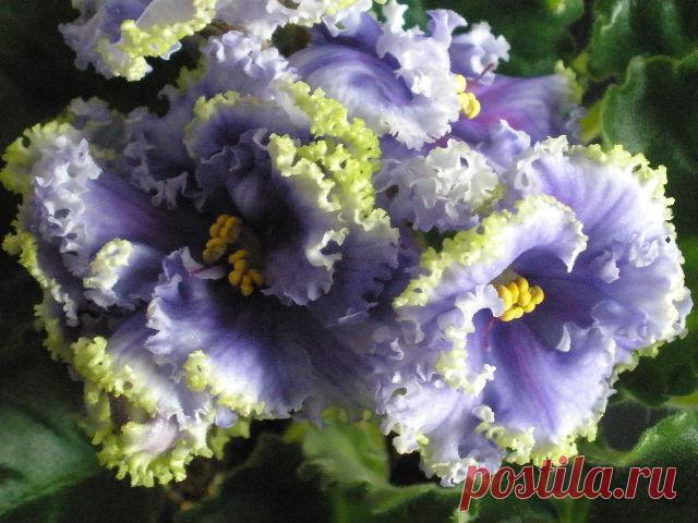 Фиалка Reigning Beauty: фото и описание