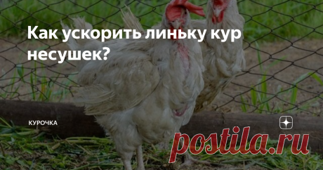 Как ускорить линьку кур несушек? Яйценоскость упала, птицы выглядят ободранными. Как ускорить линьку кур несушек в домашних условиях?
Взрослые куры линяют после окончания яйценосного сезона. Хороший хозяин должен позаботиться о том, чтобы процесс линьки и роста новых перьев прошел как можно быстрее.
При надлежащем уходе новые перья курицы