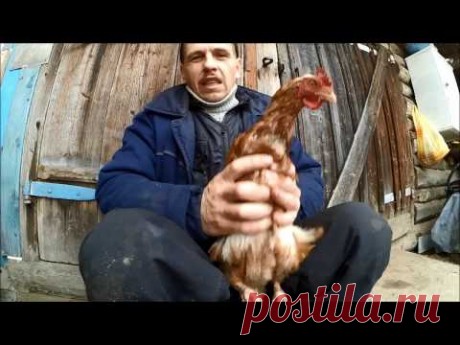 Куры несушки / Лечение перцем /  АСД 2 / Простые вещи