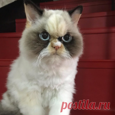 Есть "Преемница" угрюмой кошки Grumpy Cat и зовут её Мяу Мяу