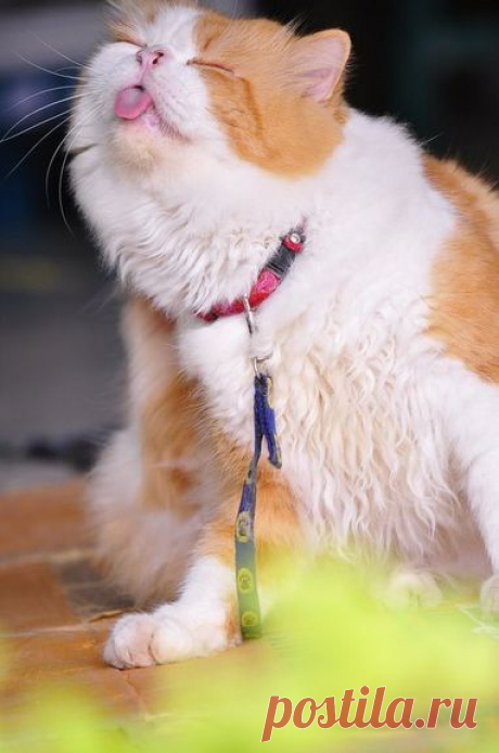 10 chats qui en ont trop pris !! | CAT APART