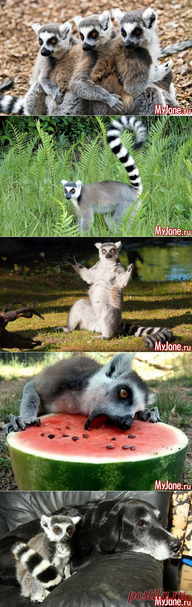 Кошачий лемур – абориген Мадагаскара - лемур, катта, маки, ареал обитания, образ жизни, размножение, приручение, содержание, уход, питание,