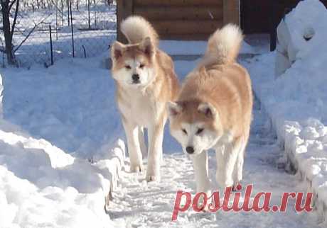 Наши детки Акита Ину