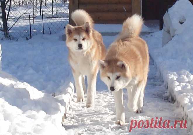 Наши детки Акита Ину