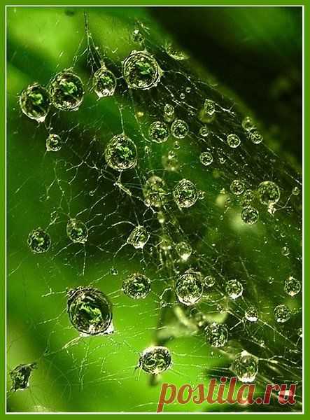 MAKRO FOTO