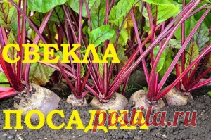 Свекла, посадка в грунт. — 6 соток