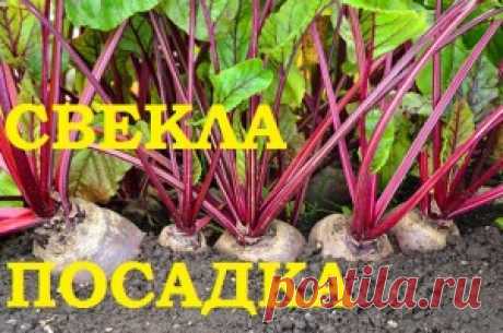 Свекла, посадка в грунт. — 6 соток