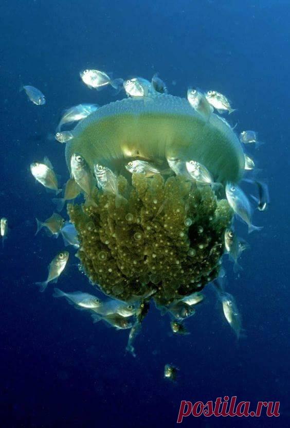 Jellyfish and cleaner fish