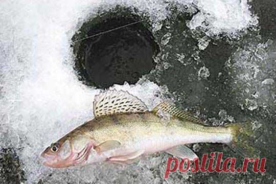 берша зимой — снасти и тактика поимки | НА РЫБАЛКУ !!!!