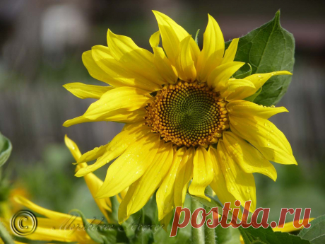 подсолнух после дождя