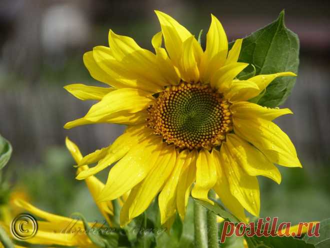 подсолнух после дождя