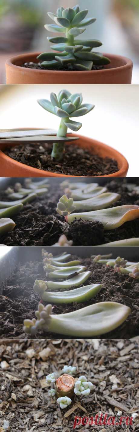 Propagating Succulents — Needles + Leaves