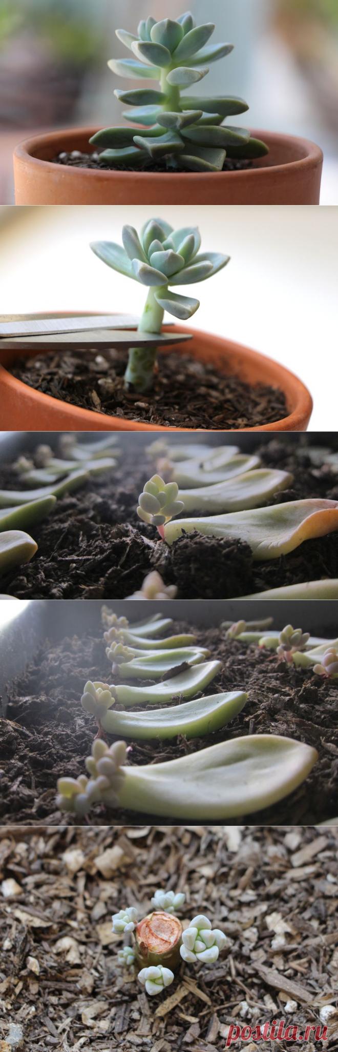 Propagating Succulents — Needles + Leaves