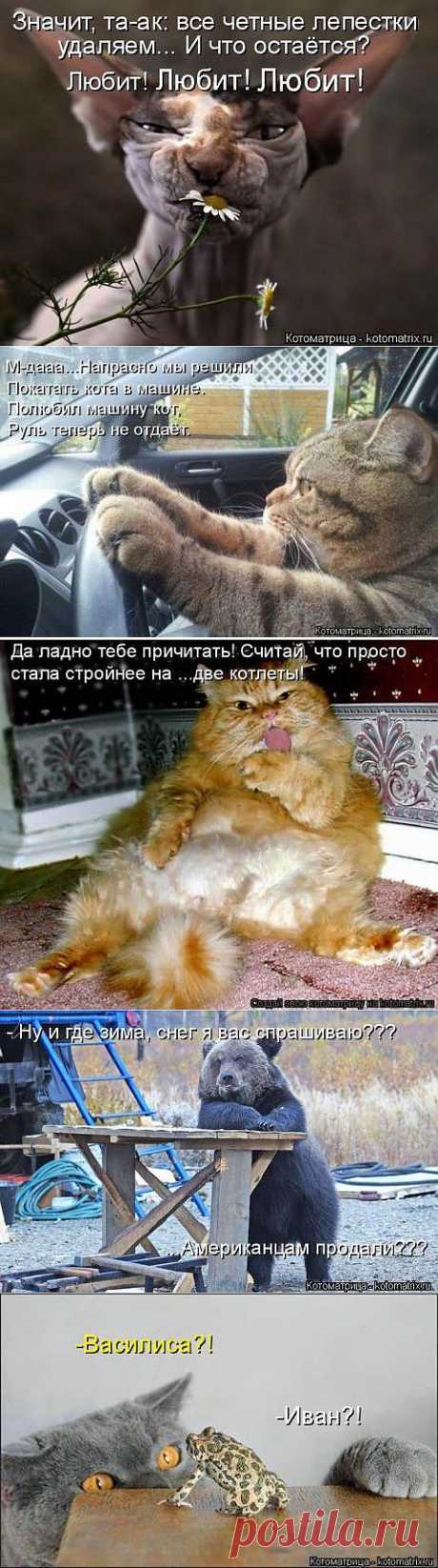 Клёвые котоматрицы | Приколисты в картинках