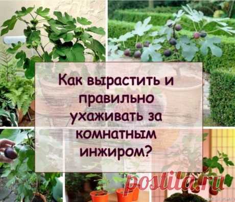 Как вырастить и правильно ухаживать за комнатным инжиром? Инжир недаром пользуется популярностью – из плодовых деревьев, которые выращивают в комнатных условиях, комнатный инжир выделяется неприхотливостью, его совсем несложно выращивать в домашних условиях и к тому же он очень полезный. Но тем не менее определенные навыки в его выращивании...
