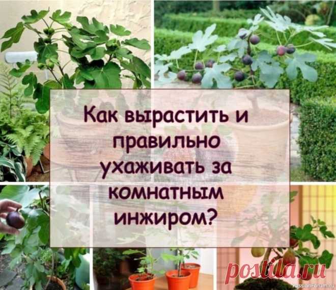 Как вырастить и правильно ухаживать за комнатным инжиром? Инжир недаром пользуется популярностью – из плодовых деревьев, которые выращивают в комнатных условиях, комнатный инжир выделяется неприхотливостью, его совсем несложно выращивать в домашних условиях и к тому же он очень полезный. Но тем не менее определенные навыки в его выращивании...