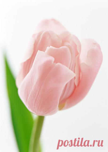 2315023.jpg (750×1057)