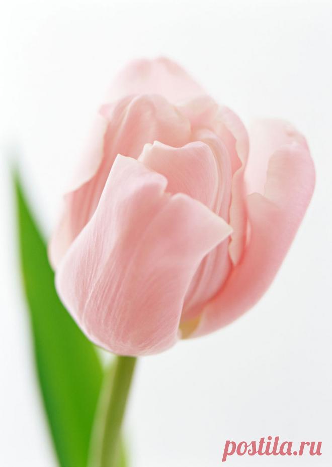 2315023.jpg (750×1057)