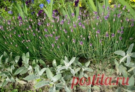 Декоративный лук - больше, чем полезная зелень | Дачный участок